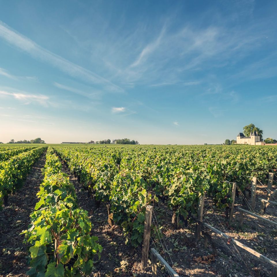 Vigne Medoc