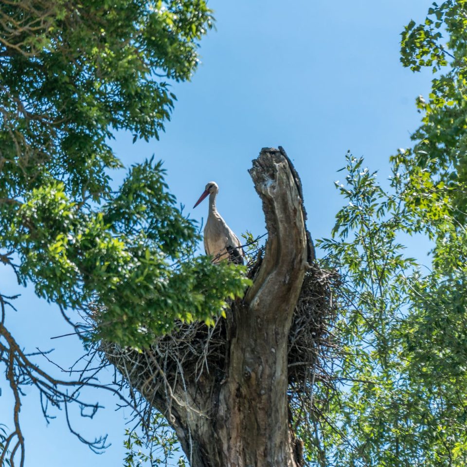 Cigogne bords de Garonne